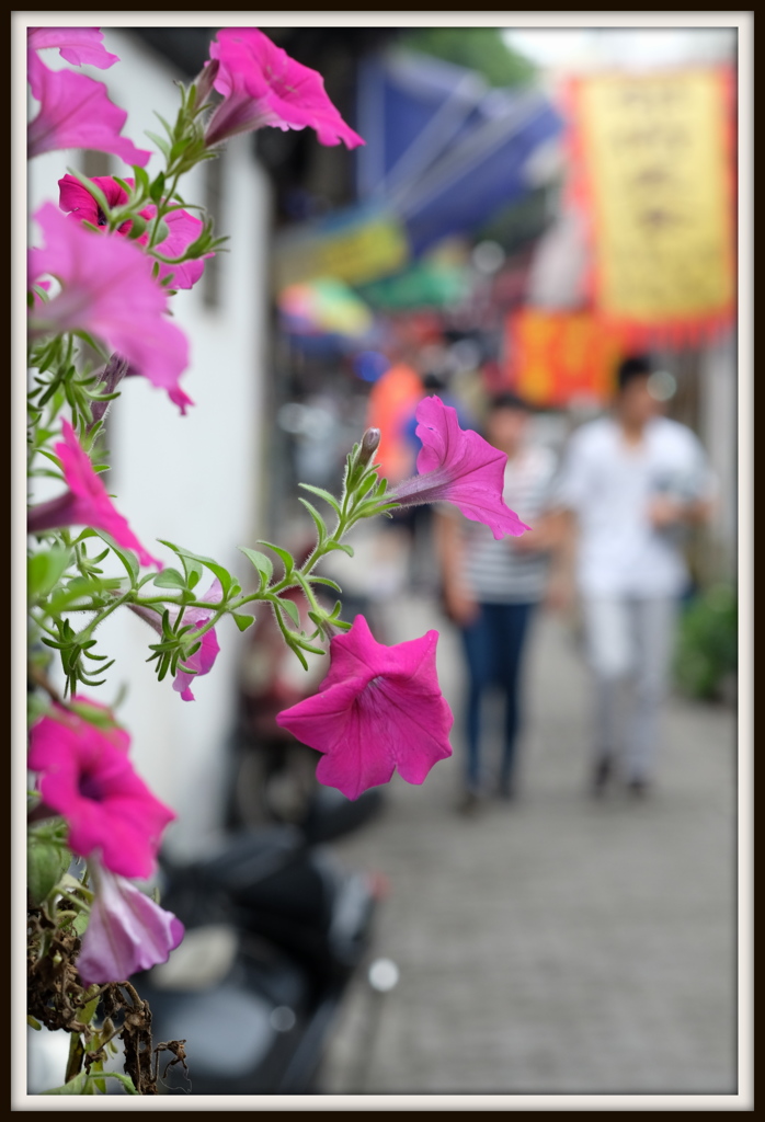 路地の花