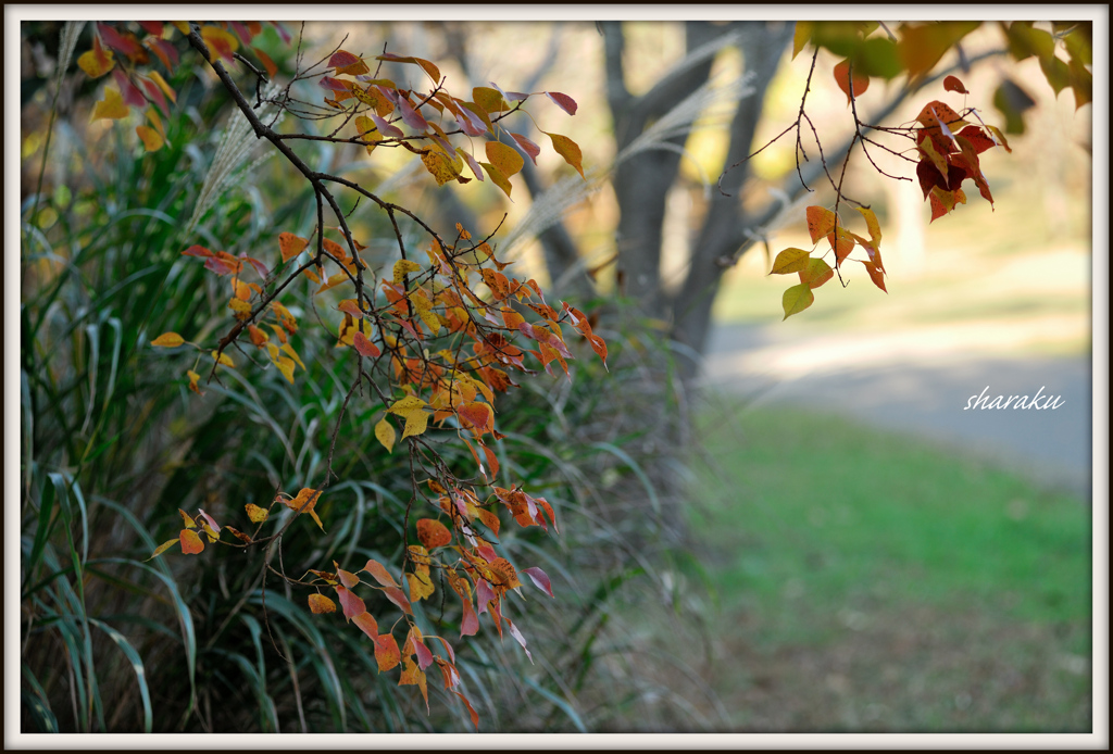 忘れていた紅葉 ③
