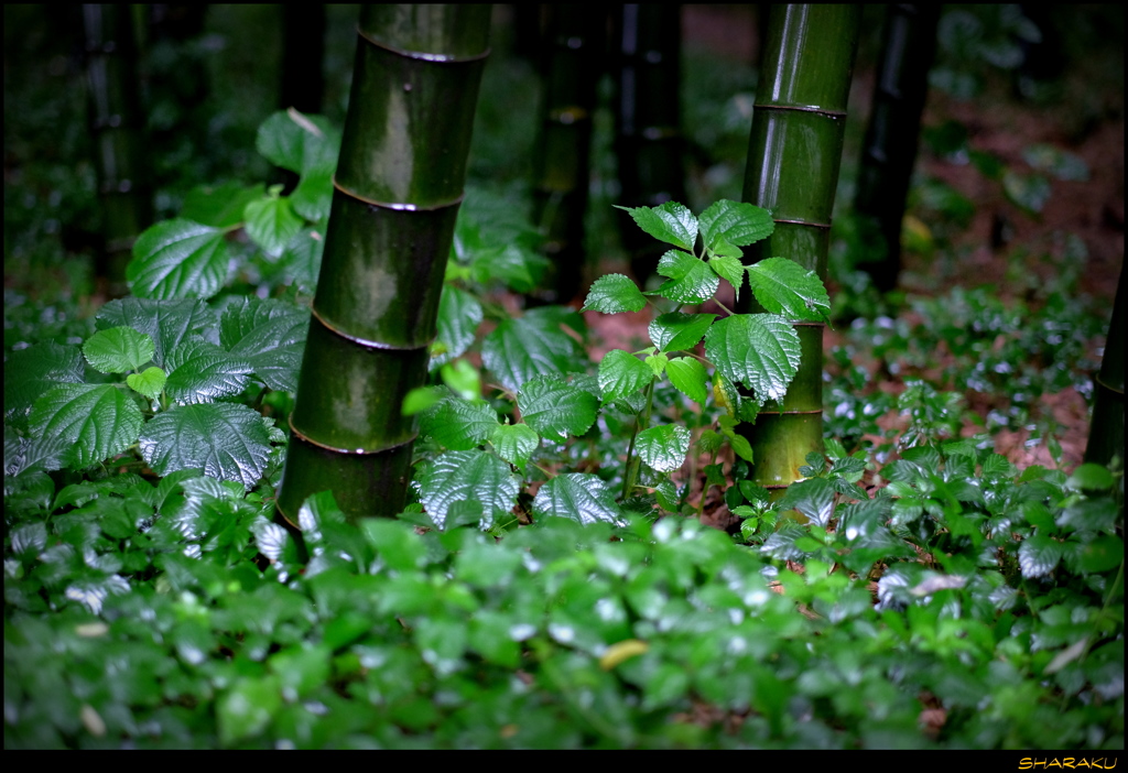 雨の日の竹林