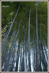 竹林