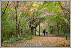 11月の散歩道 ①