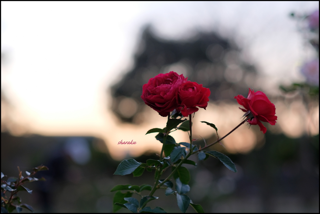 夕暮れに紅バラ