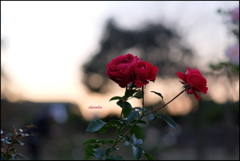 夕暮れに紅バラ