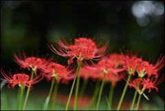 この花の季節