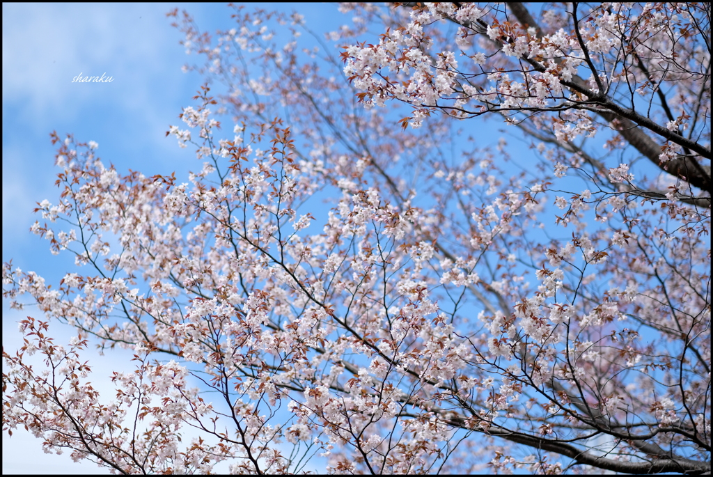 青空に咲く