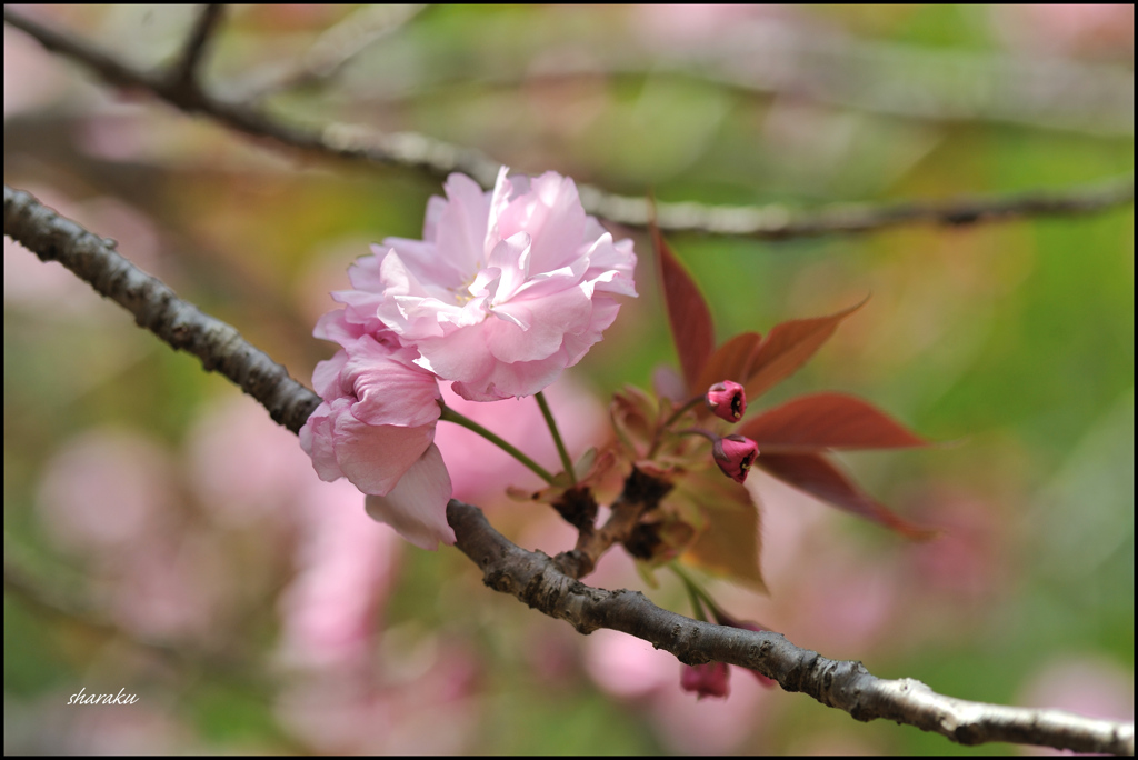 4月を歩く ⑬
