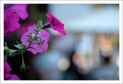 午後の花
