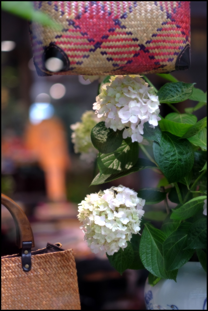 紫陽花の季節