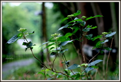 山紫陽花