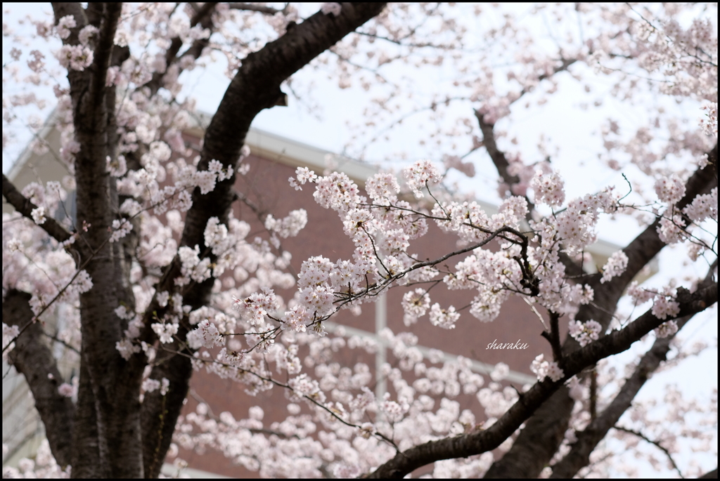 桜の景 ①