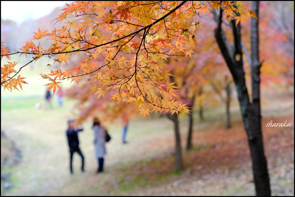 紅葉をバックに...