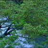4月の散歩路 ⑬