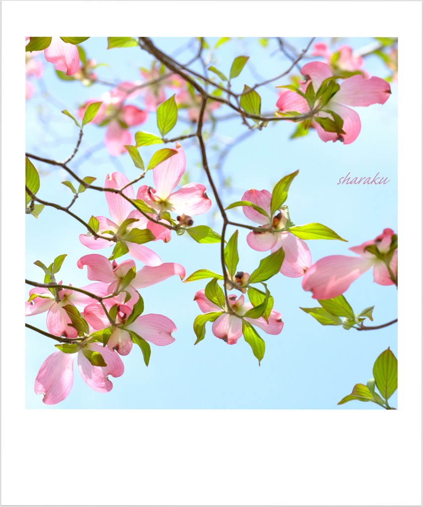 開花が待ち遠しい ⑥