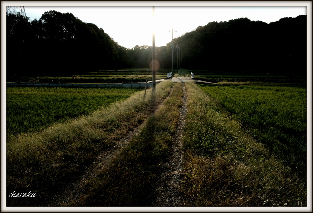 夕暮れの畦道