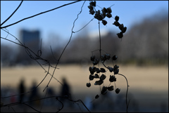 冬のシルエット