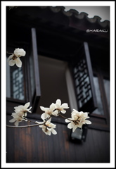 白い花咲く頃