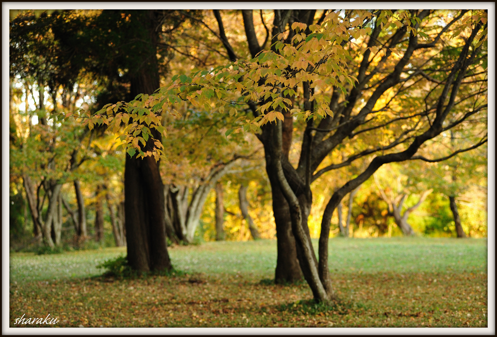 11月の散歩道 ㉑