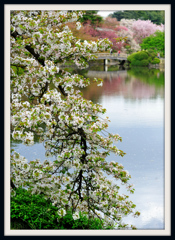 白花たわわ