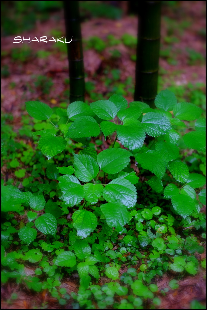 竹林の緑