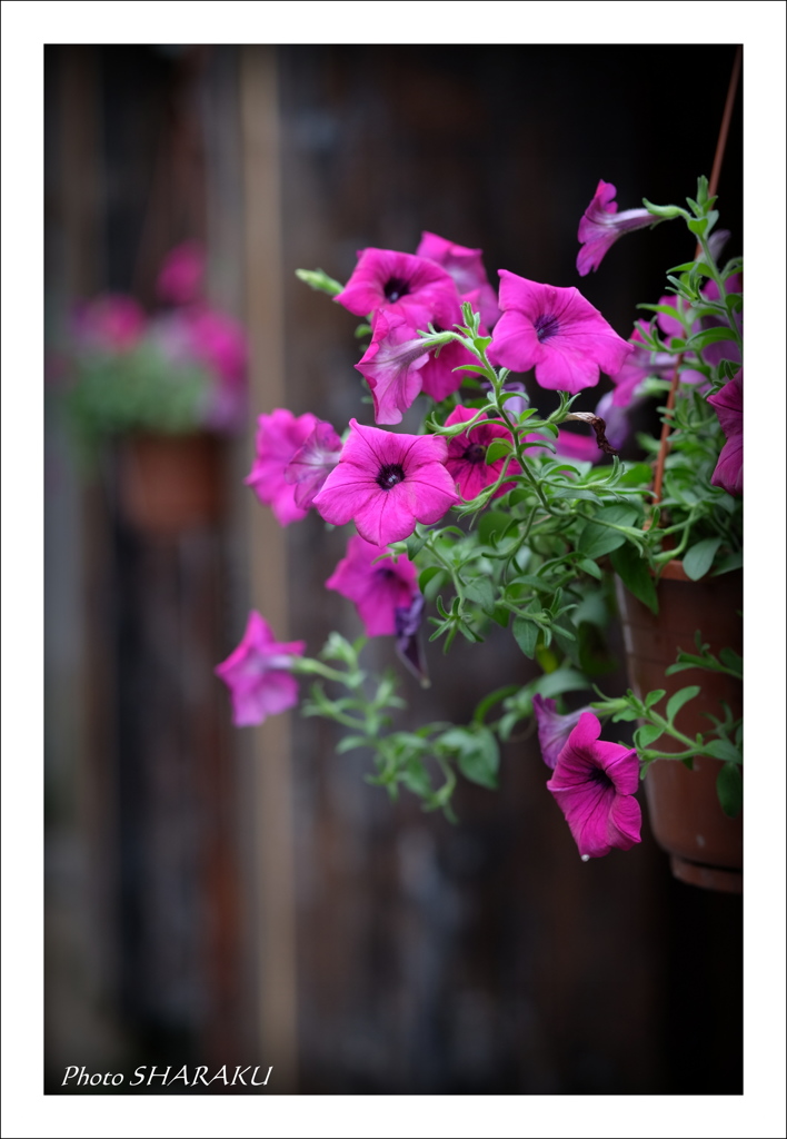 薄紫の花