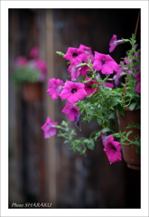 薄紫の花