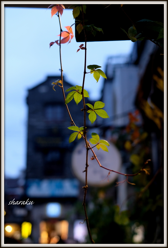 Shanghai - 5