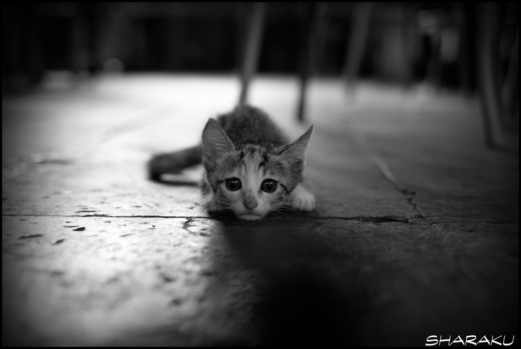 子猫 ①