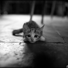 子猫 ①