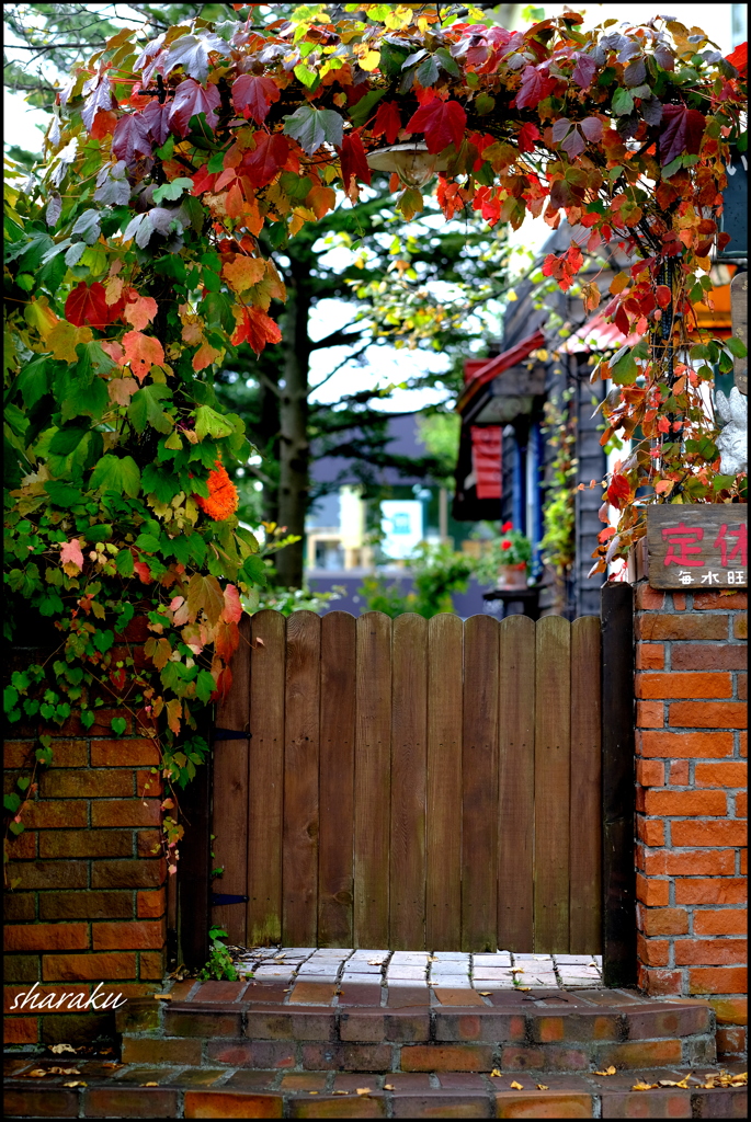 紅葉アーチ