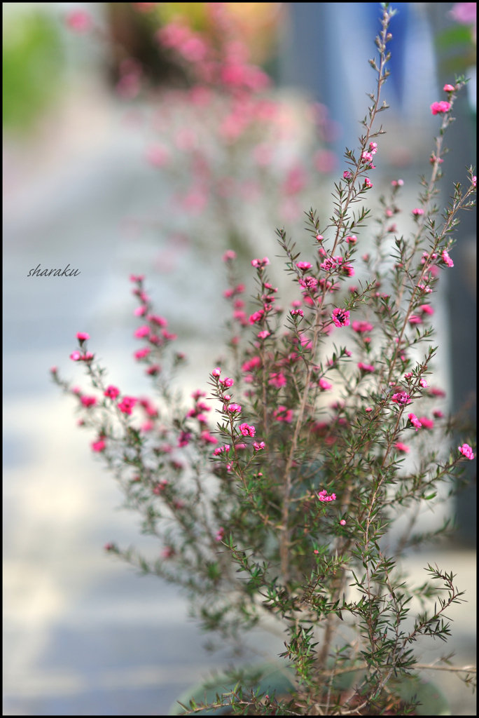 ピンクの花