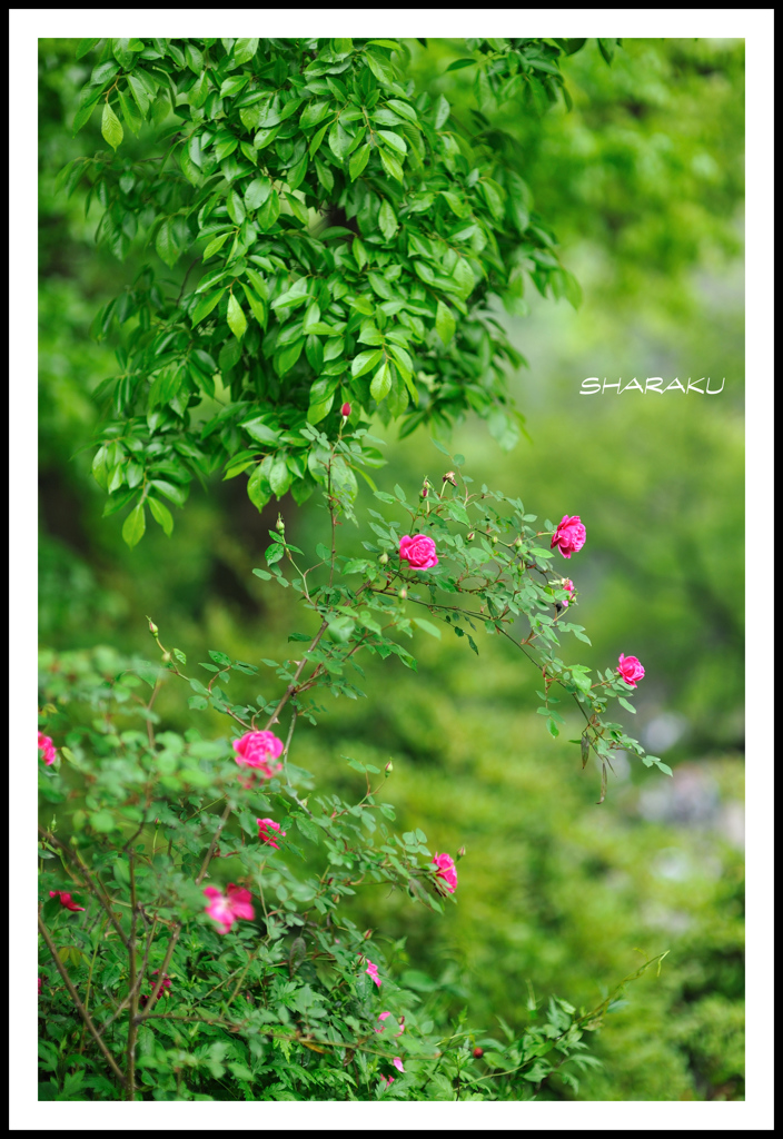 ピンクの薔薇
