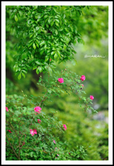 ピンクの薔薇