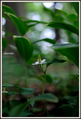 どくだみの花