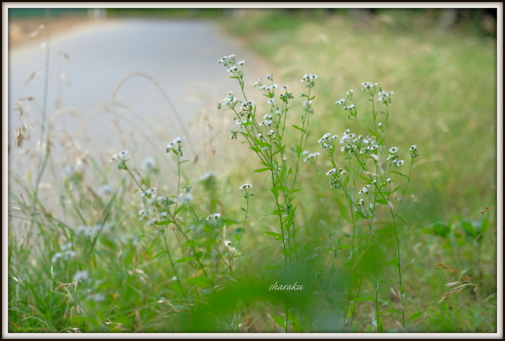 白い花の散歩路