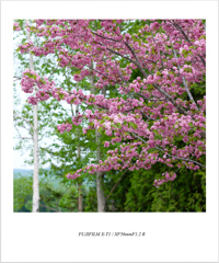 ５月の北海道③