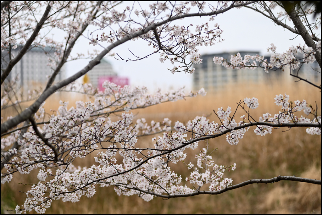 公園の桜