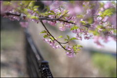 桜色