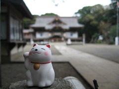 おみくじの猫