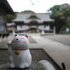 おみくじの猫