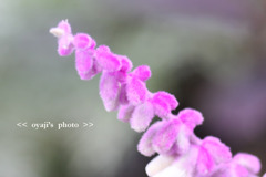 pho-269cop
