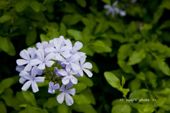 pho-413cop