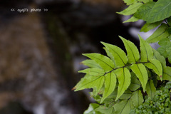 pho-441cop