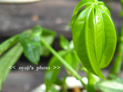 pho-090cop