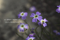 pho-618cop