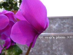 pho-063cop