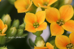 pho-239cop