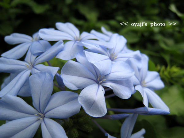 pho-219cop
