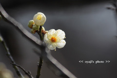 pho-292cop
