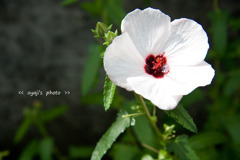 pho-414cop