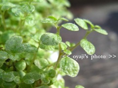 pho-083cop